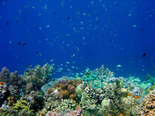 Good news and bad news for coral reefs