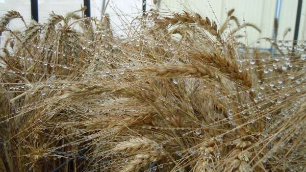 Grain varieties chambered for sprouting susceptibility