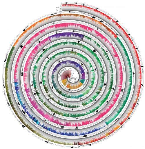 Grand tree of life study shows a clock-like trend in new species emergence and diversity