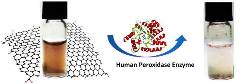 Graphene oxide biodegrades with help of human enzymes