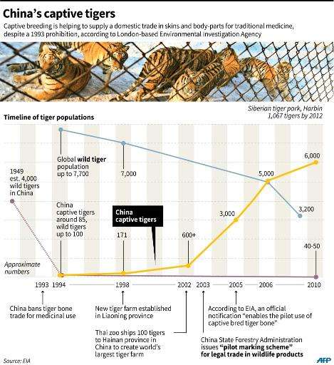Graphic charting the rise in China's captive tiger population as the global wild population dives