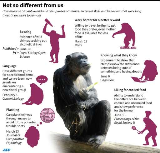 Graphic on recent research on chimpanzee intelligence and behavior