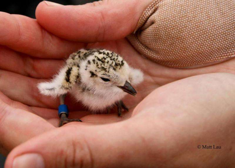 Gravel-camouflaged nests give threatened shorebirds a boost