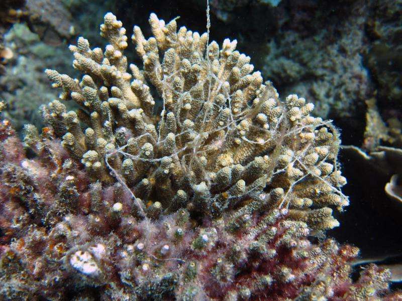 Great Barrier Reef marine reserves combat coral disease