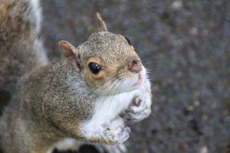 Grey squirrels’ role as hosts of Lyme disease bacteria under the spotlight