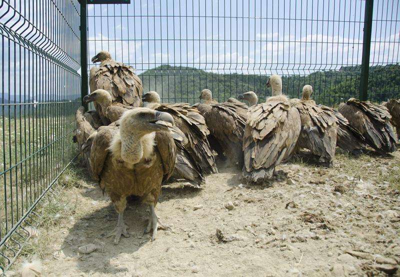 Griffon vultures are exposed to high concentrations of lead in their diets