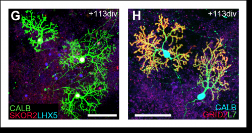 Growing functioning brain tissue in 3-D