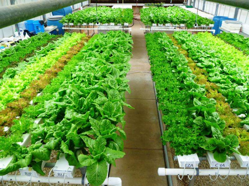 Growing high-value lettuce with 85 to 90 percent water savings  