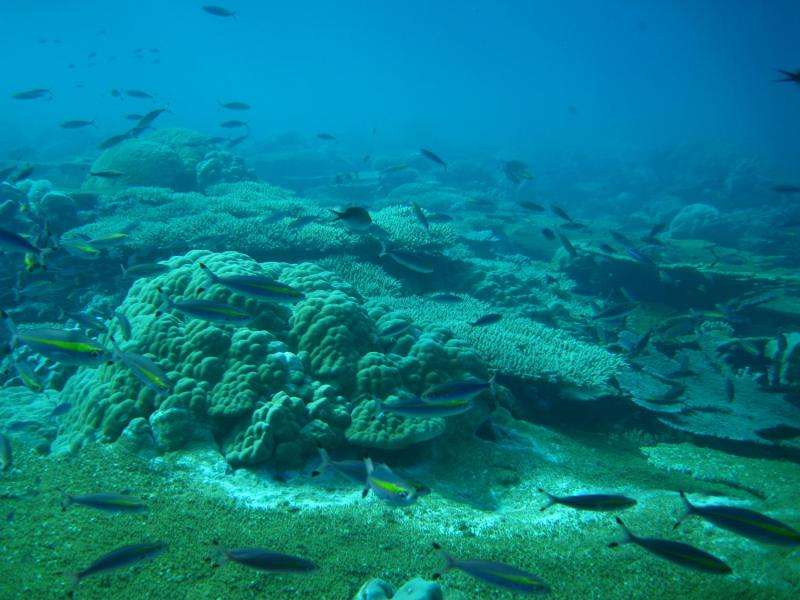 Growth potential remains at risk on even the most remote coral reefs