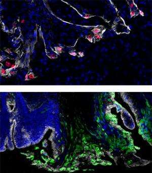 Growth signal can influence cancer cells' vulnerability to drugs, study suggests
