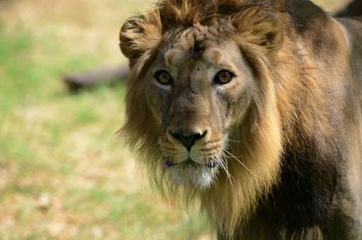 Gujarat is home to about 500 Asiatic lions in their last remaining sanctuary globally.