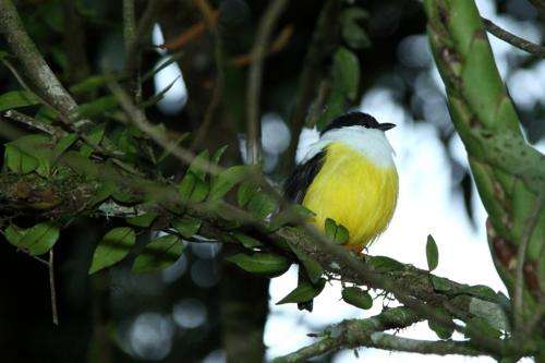 Habitat degradation and climate shifts impact survival of the White-collared Manakin