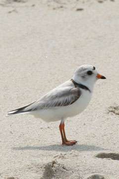 Habitat prediction model created to protect piping plovers