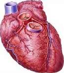 手持超声心动造影UPS风湿性心脏DZ检测