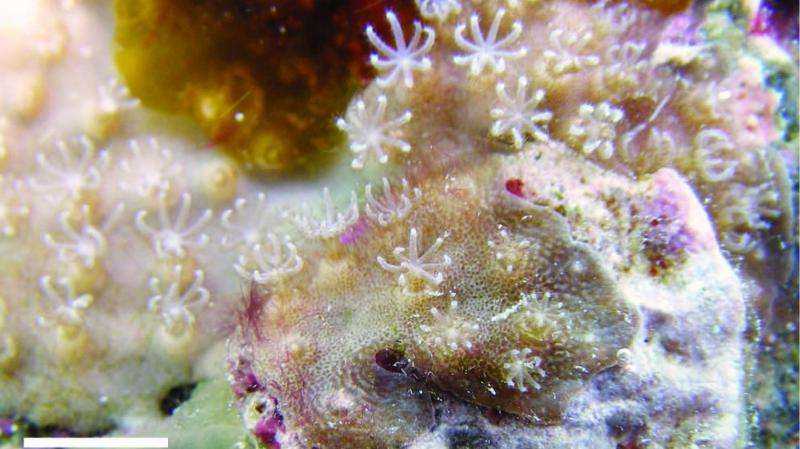 Hard soft coral: New genus and species of 'living fossil' octocoral related to blue coral