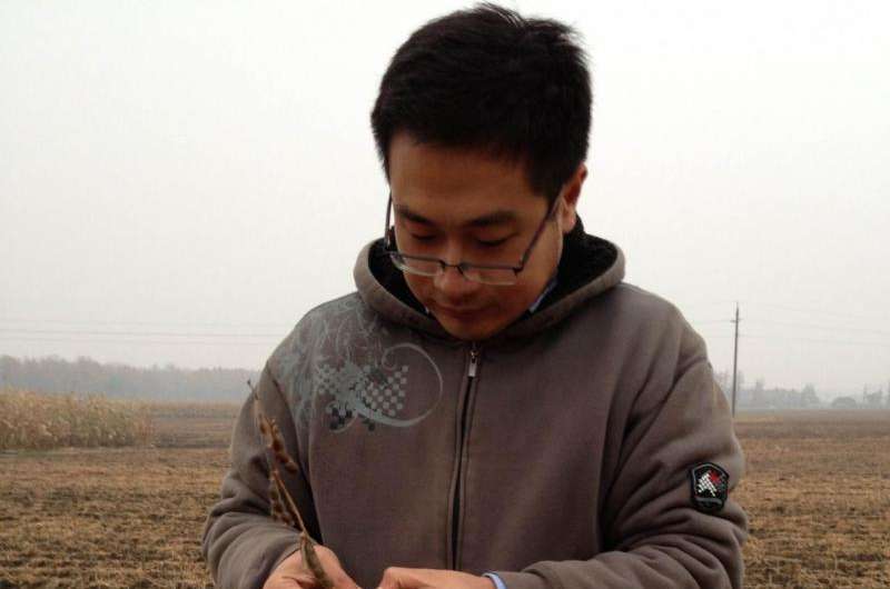 Harvesting clues to GMO dilemmas from China's soybean fields