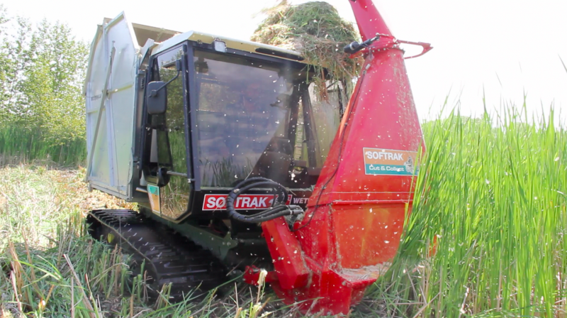 Harvesting invasive cattails to restore marsh biodiversity
