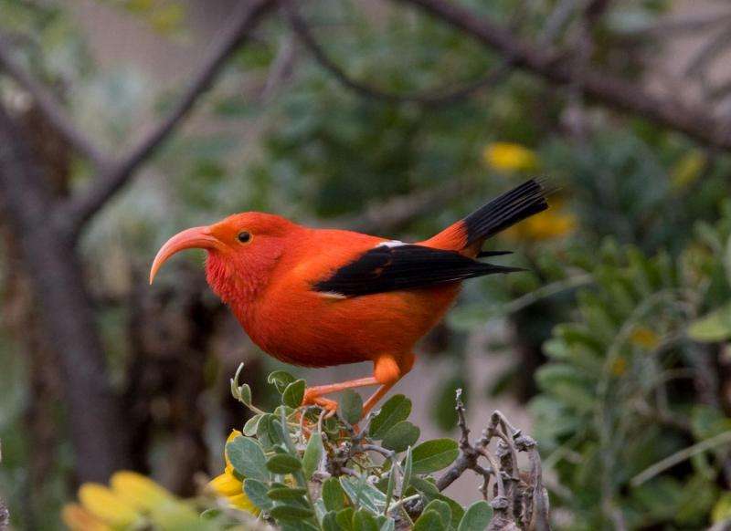 Hawaii's rarest birds may lose range to rising air temperatures, disease