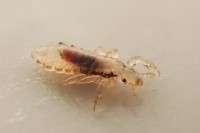 Head and body lice read DNA differently