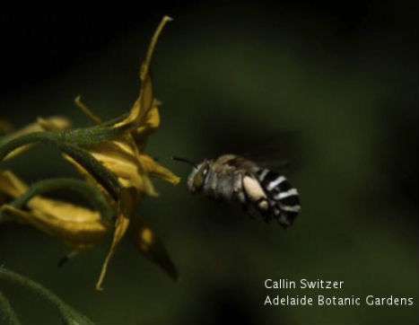 Headbanging Aussie bee takes a heavy metal approach to pollination