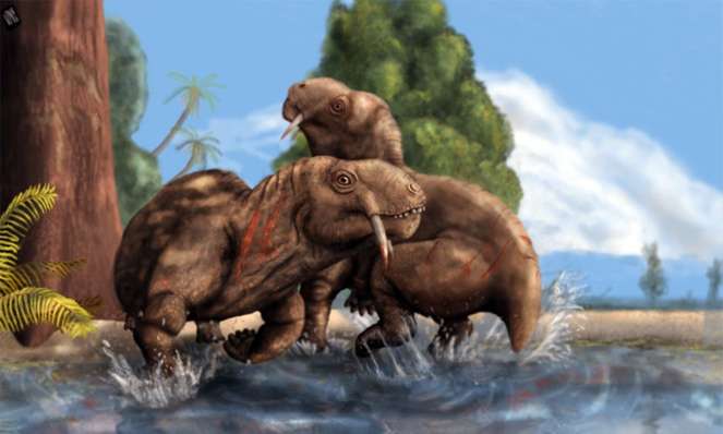 Head-butting and teeth-baring displays in male-male combat appeared 270 million years ago
