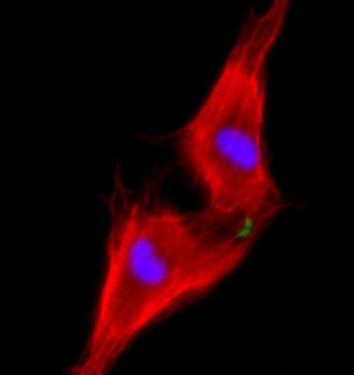 Heart cells regenerated in mice