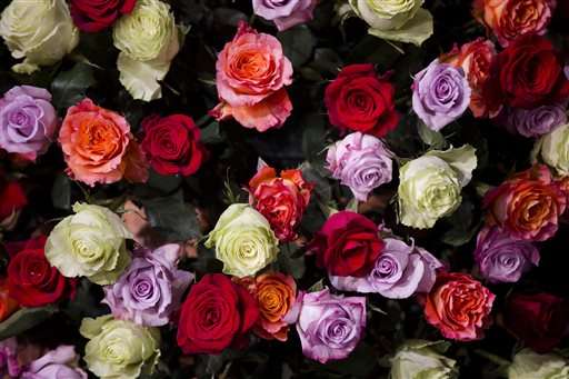 Heaven scent: Finding may help restore fragrance to roses
