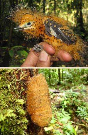 Hidden in plain sight: Amazonian bird chick mimics toxic caterpillar to avoid being eaten