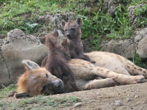 High cost of lactation compromises immune processes in spotted hyenas