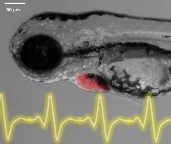 Highly sensitive sensors successfully map electrical patterns of embryonic heart