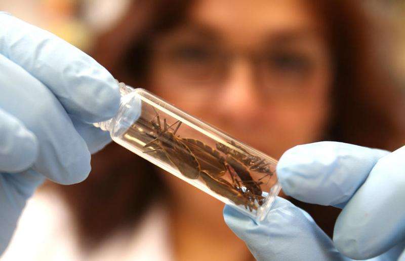 High rate of Texas bugs carrying Chagas disease