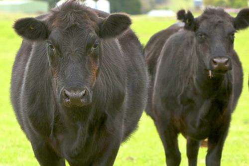 High-tech boost for beef producers