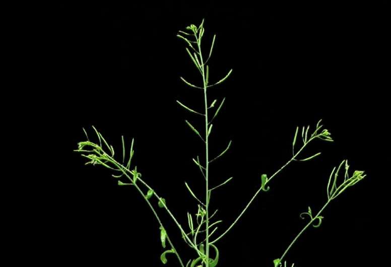 High yield crops a step closer in light of photosynthesis discovery