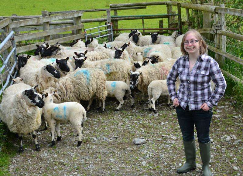 History of native Welsh sheep breeds uncovered