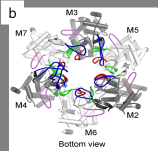 HKUST-Tsinghua University scientists solve the structure of the eukaryotic MCM2-7 complex
