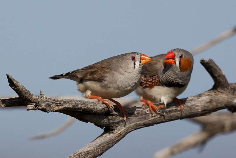 Holding out for 'the one' makes evolutionary sense, suggests lovebirds study