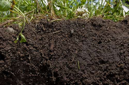 Holistic soil to boost productivity