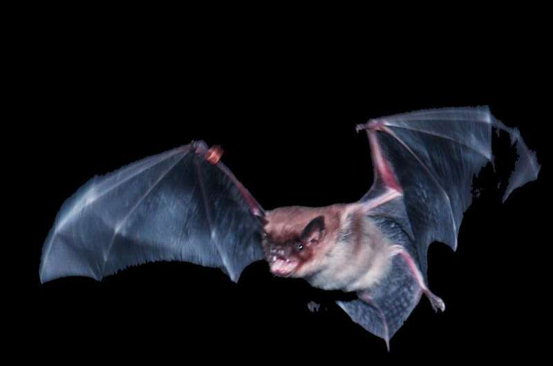 Holy agility! Keen sense of touch guides nimble bat flight