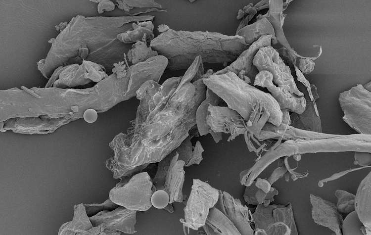 Home sweet microbe: Dust in your house can predict geographic region, gender of occupants