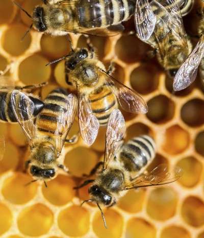 Honey bee facility reveals insights into workings of human brain