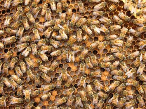 Honey bees use multiple genetic pathways to fight infections