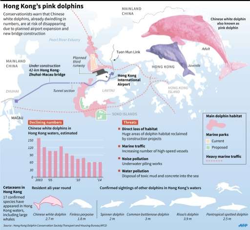 Hong Kong's pink dolphins