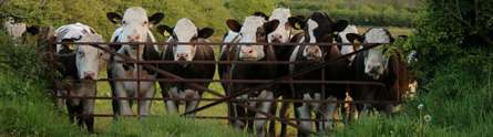 Hormonal treatment for cows could reduce global warming
