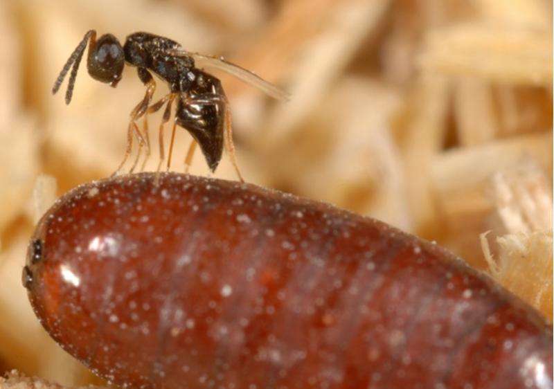Horse owners can manage flies with wasps instead of pesticides