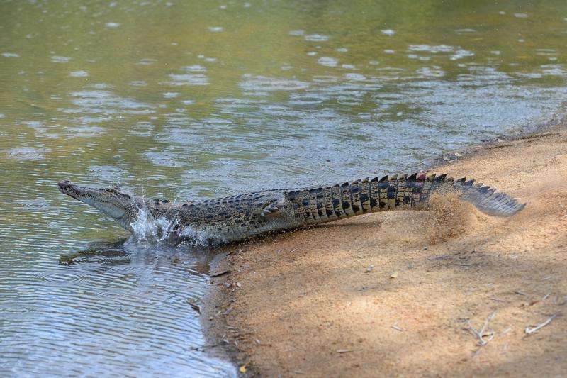 Hot water puts crocs at risk