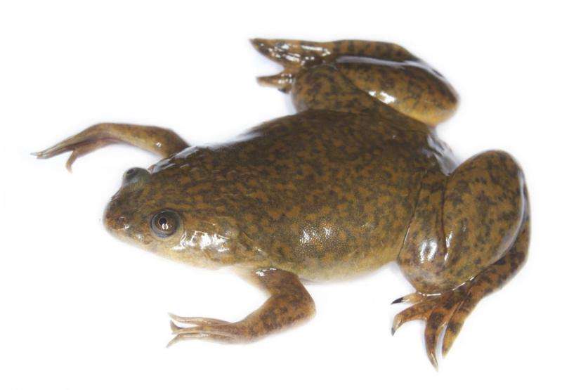 How a frog's molecules 'leaped,' and 'crawled,' to evolve violet vision