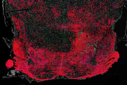 How an FDA-approved drug boosts myelin synthesis
