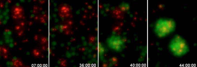 How a single molecule turns one immune cell into another
