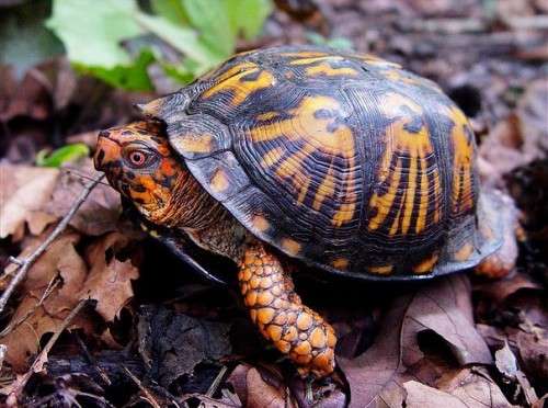 How citizen scientists are creating an atlas of turtles in Connecticut