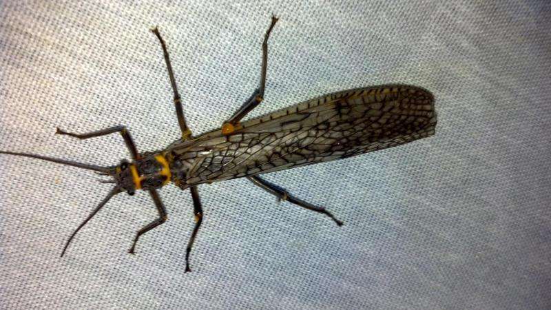 How did the stonefly cross the lake? The mystery of stoneflies recolonising a USA island